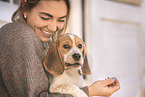 young Beagle
