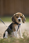 Beagle Puppy