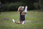 Beagle