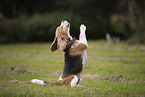 Beagle
