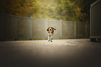 Beagle