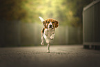 Beagle