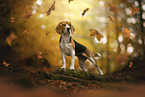 Beagle