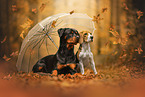 Beagle and Rottweiler