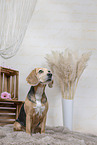 Beagle