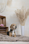 Beagle
