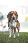 Beagle