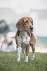 Beagle