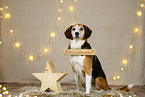 Beagle in christmas decoration