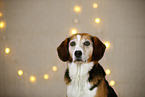 Beagle in christmas decoration