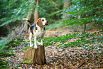 Beagle