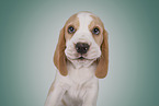 Beagle puppy