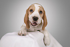 Beagle puppy