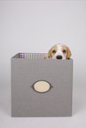 Beagle puppy
