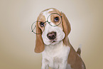 Beagle puppy
