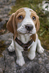 Beagle puppy