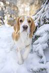 Beagle puppy