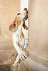 Beagle