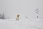 Beagle