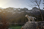 Beagle