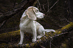 Beagle