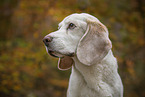 Beagle