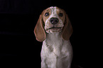 Beagle puppy