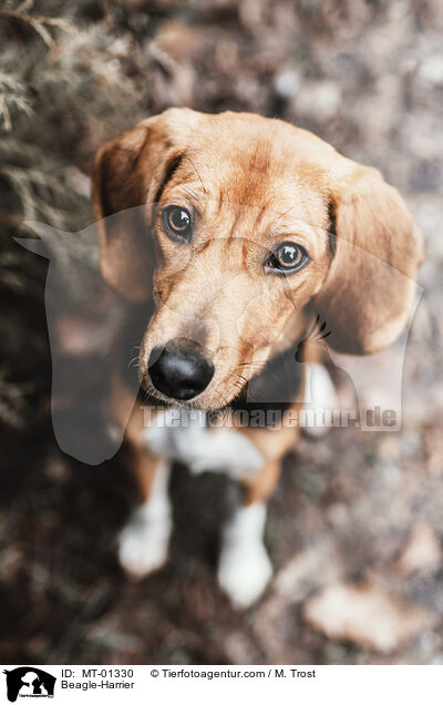 Beagle-Harrier / Beagle-Harrier / MT-01330