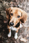 Beagle-Harrier