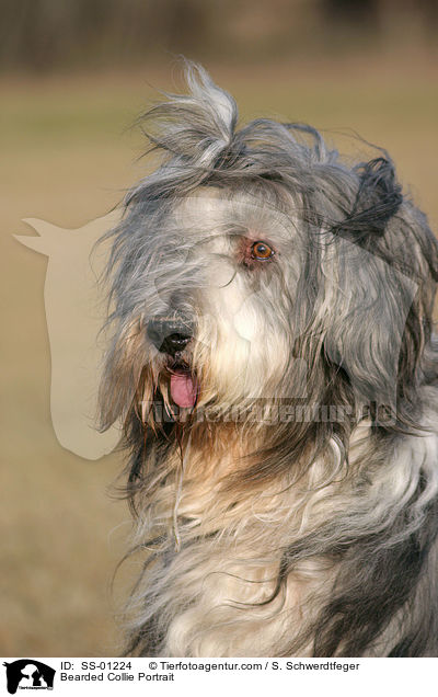 Bearded Collie Portrait / SS-01224