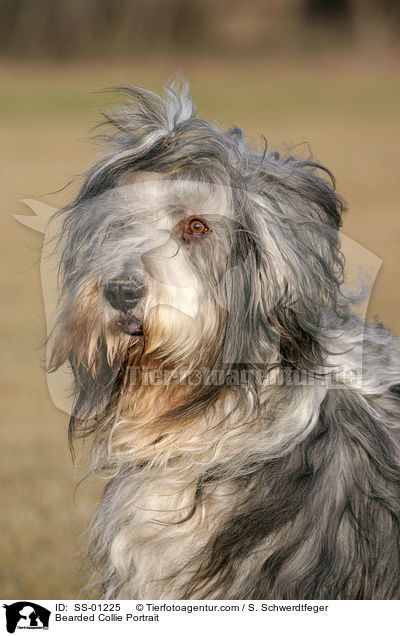 Bearded Collie Portrait / SS-01225
