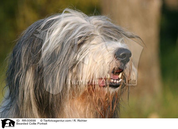 Bearded Collie Portrait / Bearded Collie Portrait / RR-00698