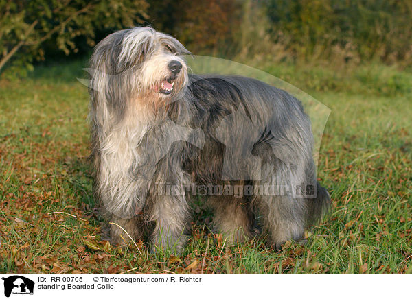 stehender / standing Bearded Collie / RR-00705