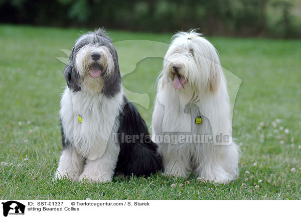 sitzender Bearded Collies / sitting Bearded Collies / SST-01337