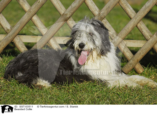 Bearded Collie / Bearded Collie / SST-03511