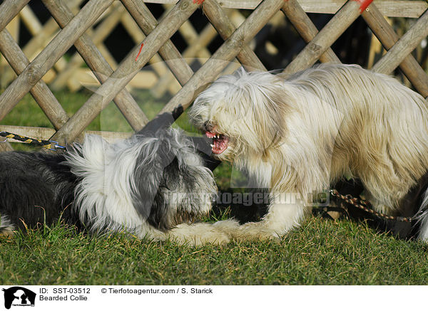 Bearded Collie / SST-03512