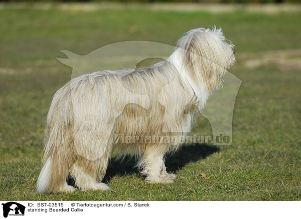 standing Bearded Collie / SST-03515