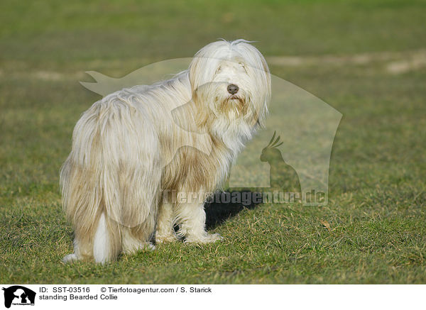 standing Bearded Collie / SST-03516