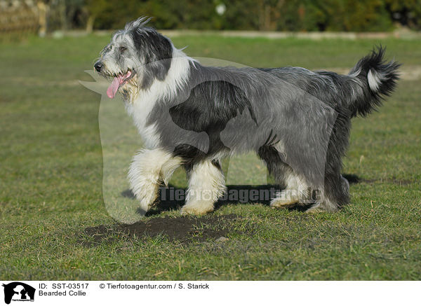 Bearded Collie / SST-03517