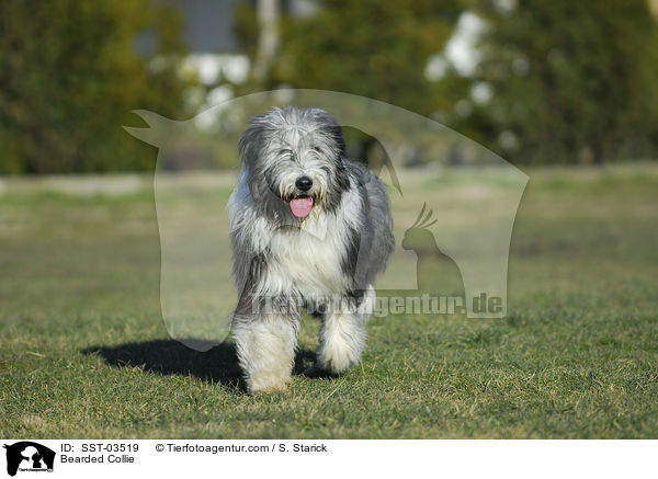 Bearded Collie / SST-03519
