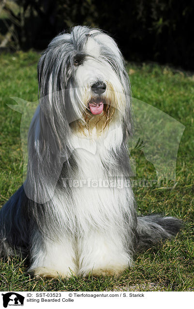 sitting Bearded Collie / SST-03523