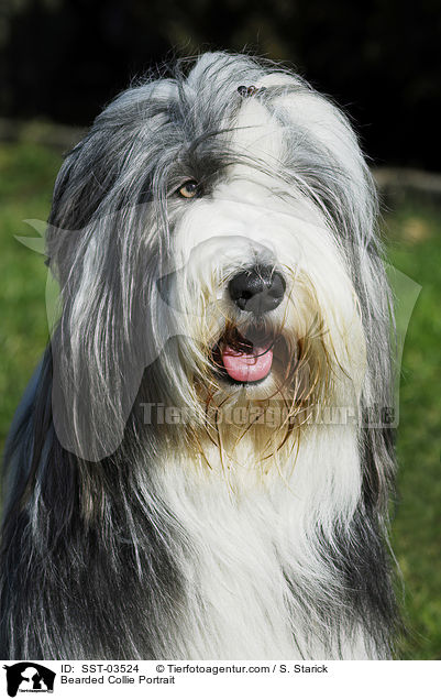 Bearded Collie Portrait / SST-03524