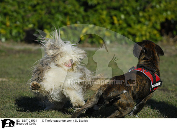 Bearded Collie / SST-03531