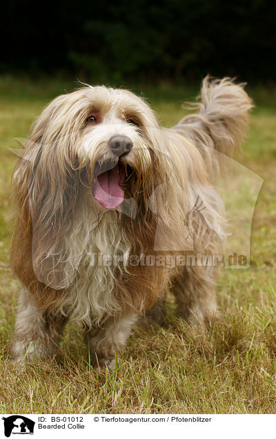 Bearded Collie / Bearded Collie / BS-01012