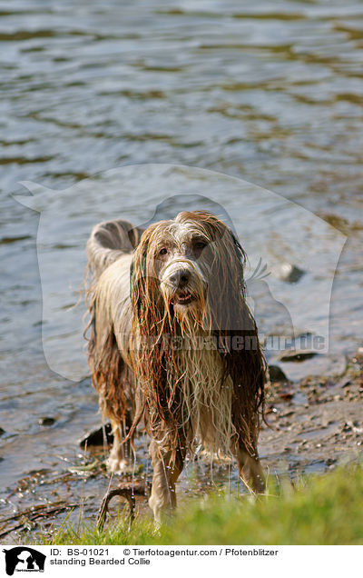 stehender Bearded Collie / standing Bearded Collie / BS-01021