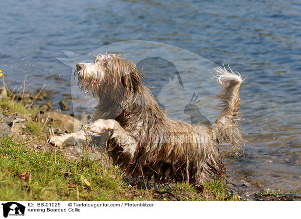 rennender Bearded Collie / running Bearded Collie / BS-01025