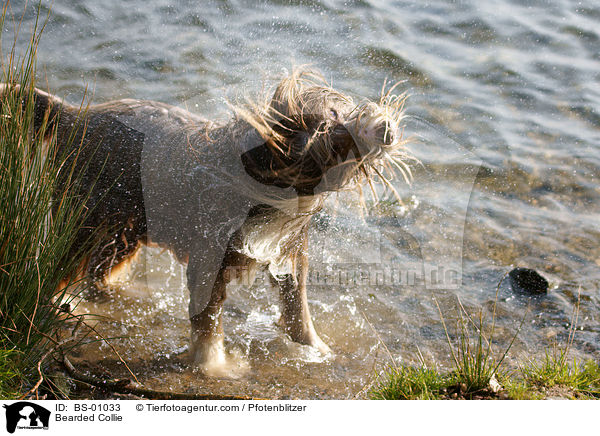 Bearded Collie / BS-01033