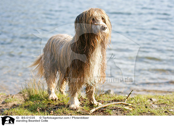 standing Bearded Collie / BS-01035