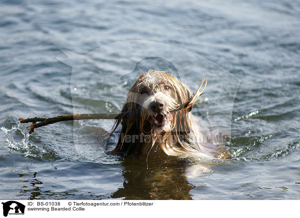 schwimmender Bearded Collie / swimming Bearded Collie / BS-01038