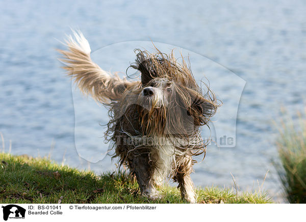Bearded Collie / Bearded Collie / BS-01041